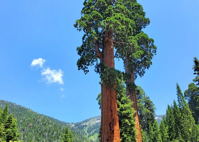 Redwood Retreat, Mountains, Adventure And Nature