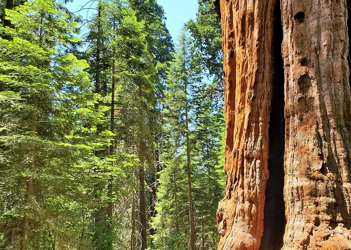 Redwood Retreat, Mountains, Adventure And Nature