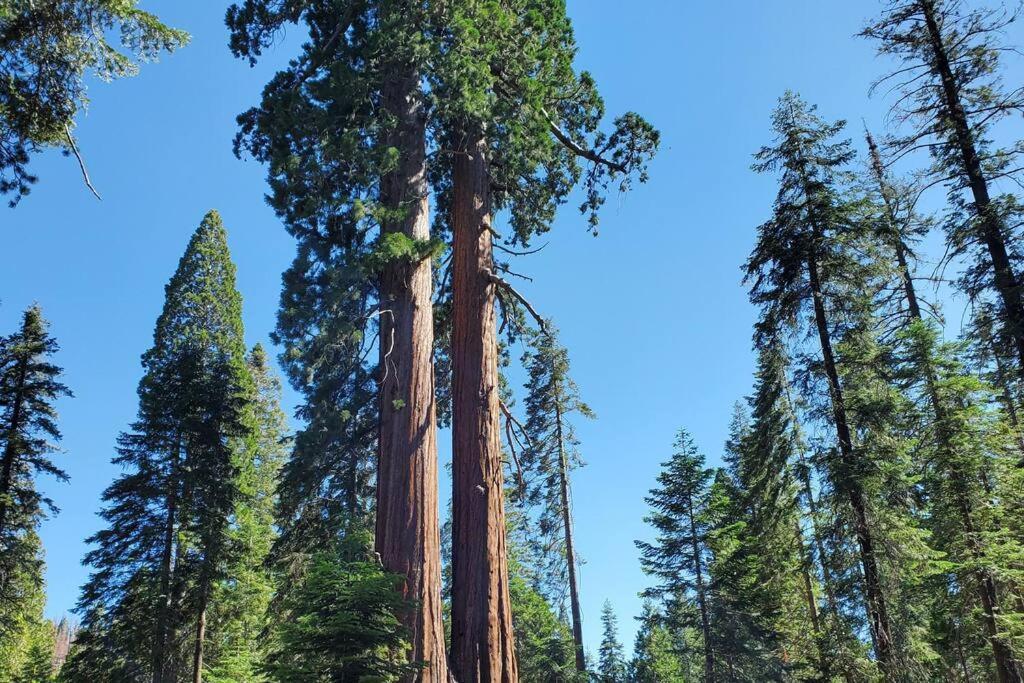 Redwood Retreat, Mountains, Adventure And Nature Holiday home Ponderosa