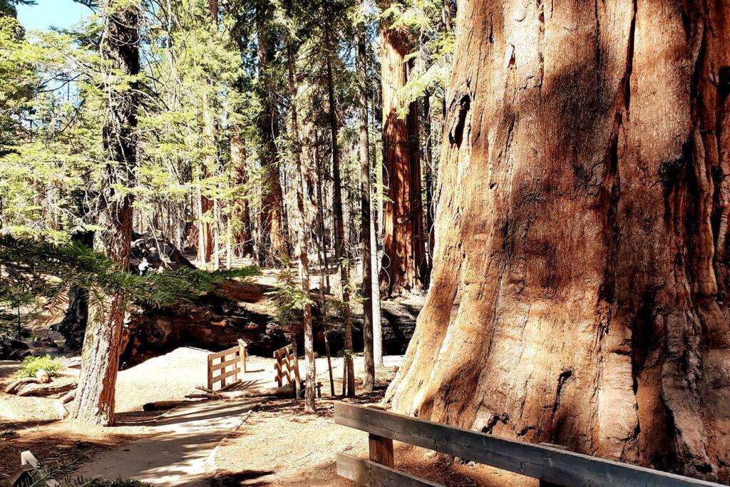 Redwood Retreat, Mountains, Adventure And Nature *
