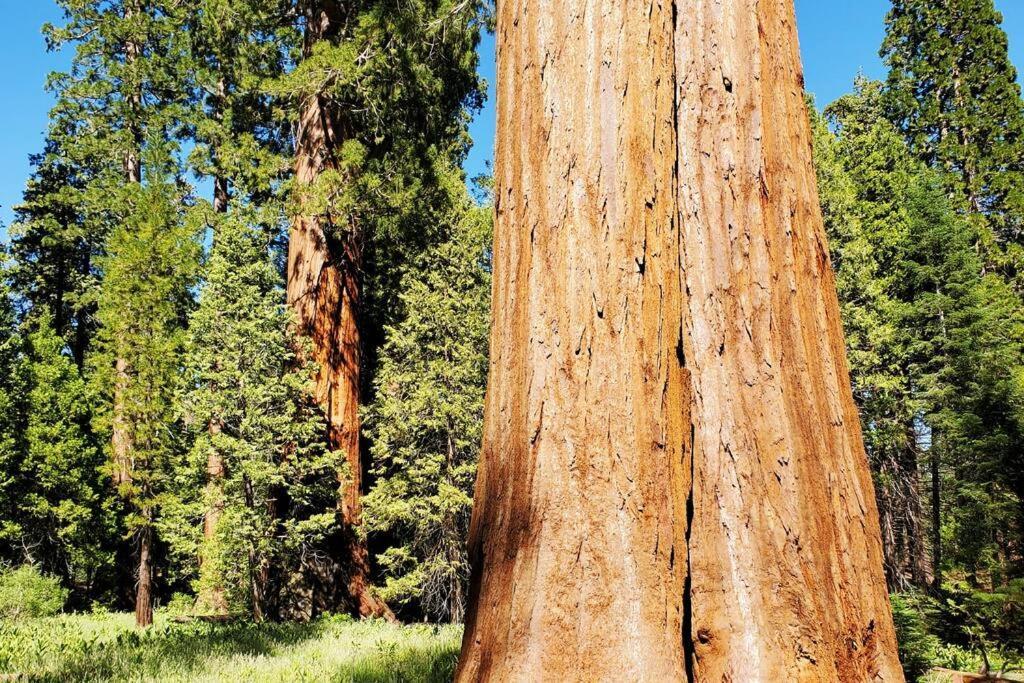 Redwood Retreat, Mountains, Adventure And Nature