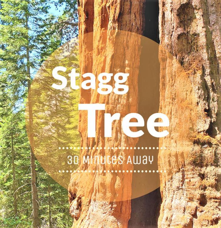 Redwood Retreat, Mountains, Adventure And Nature Ponderosa