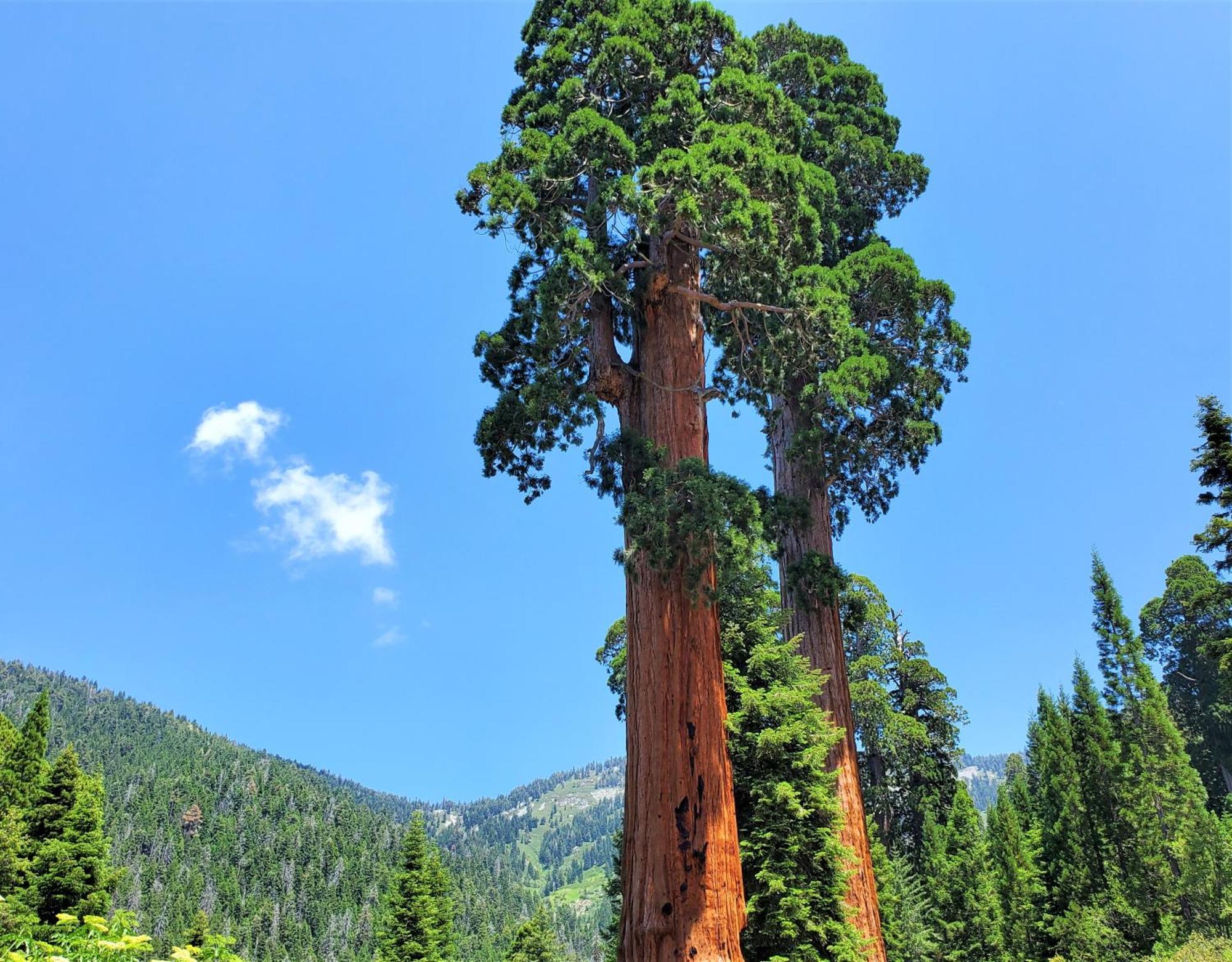 Redwood Retreat, Mountains, Adventure And Nature *