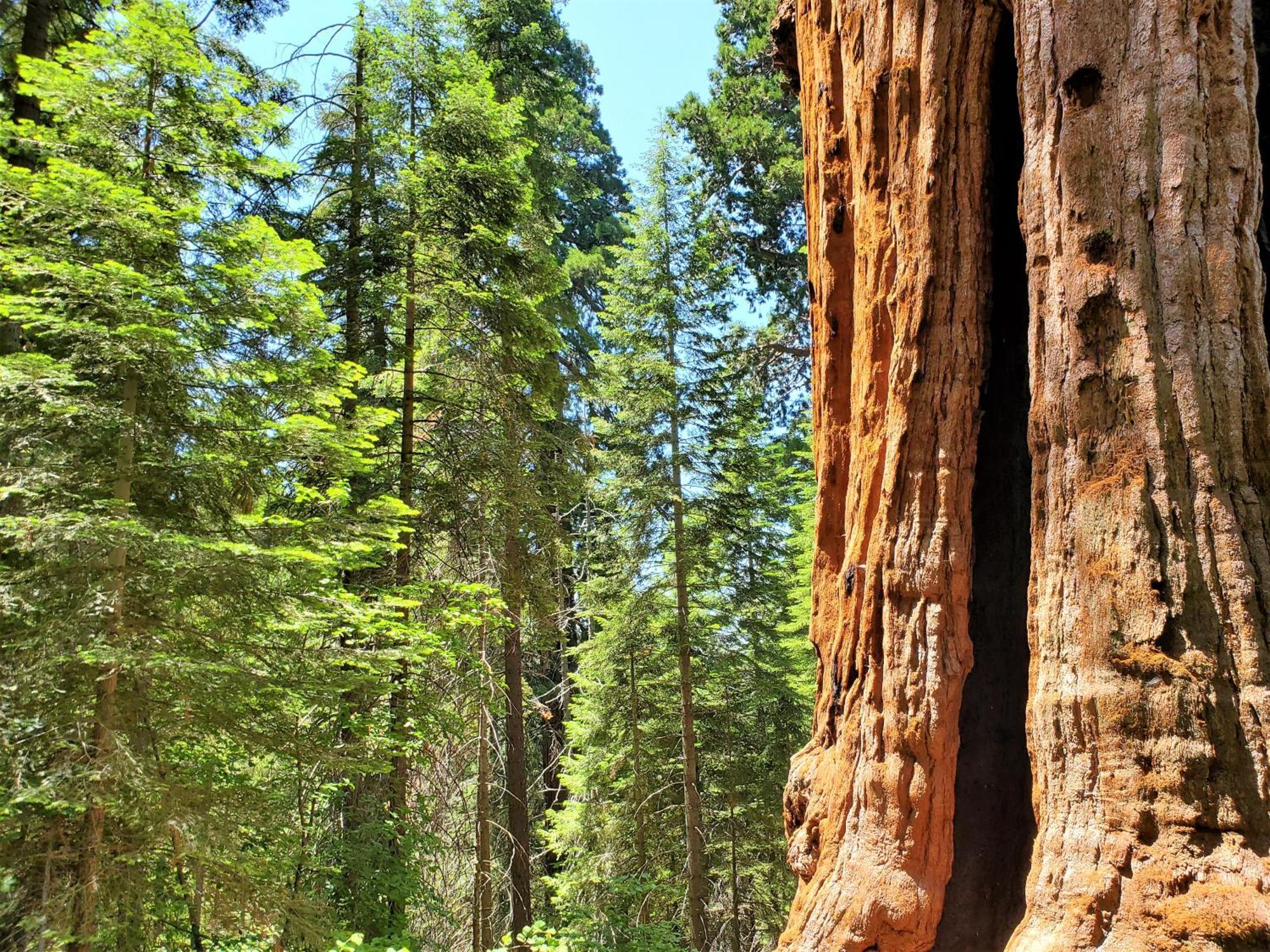 Redwood Retreat, Mountains, Adventure And Nature Holiday home Ponderosa